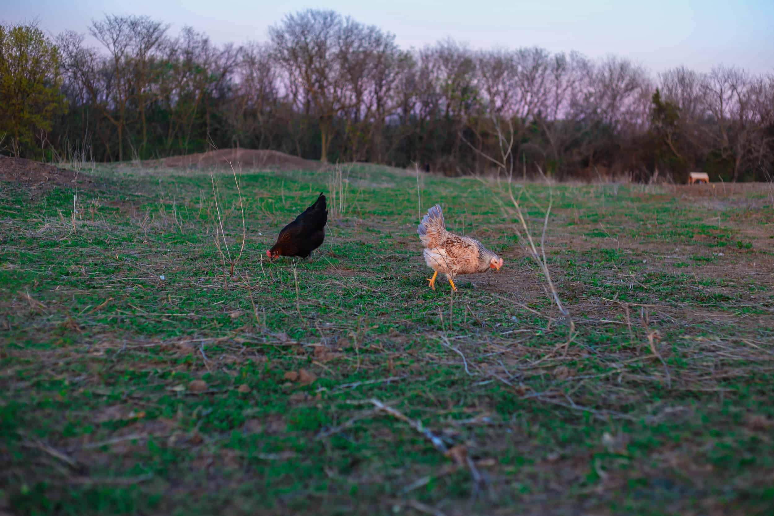 Pasture Raised Hens Foraging in Open Field