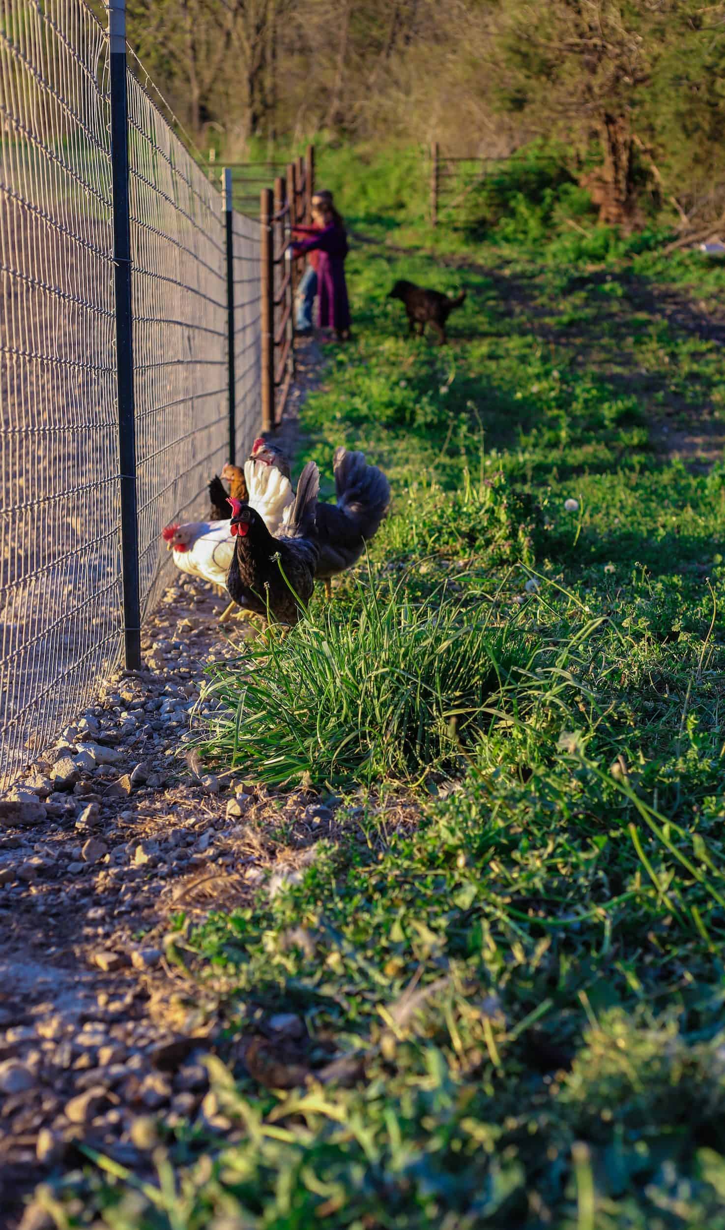 Pasture Raised Hens Near Wire Fencing
