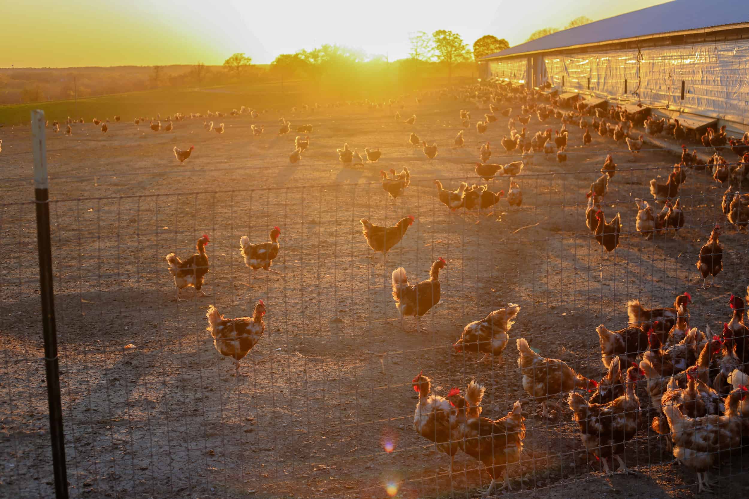 Flock of Pasture Raised Hens During Sunrise