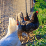 Pasture Raised eggs